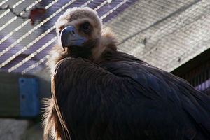 Cinereous Vulture.JPG